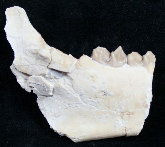 Oreodont (Merycoidodon gracilis) Jaw Section #9849